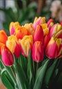 Red and orange Tulips with green leaves, smudged background, bouquet. Flowering flowers, a symbol of spring, new life Royalty Free Stock Photo