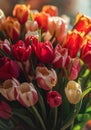 Red and orange Tulips with green leaves, smudged background, bouquet. Flowering flowers, a symbol of spring, new life Royalty Free Stock Photo