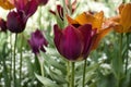Red and orange tulips in Hermannshof garden Royalty Free Stock Photo