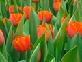 red-orange tulips with juicy green leaves