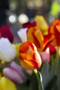 Red orange variegated tulip growing in a garden