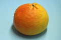 Red-orange whole uncut grapefruit on a blue background. Juicy citrus fruit