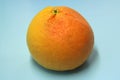 Red-orange whole uncut grapefruit on a blue background. Juicy citrus fruit