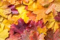 Red, orange and yellow autumn leaves as background Royalty Free Stock Photo