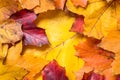 Red, orange and yellow autumn leaves as background Royalty Free Stock Photo