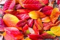 Red, Orange and Yellow Autumn Leaves Background Royalty Free Stock Photo