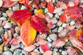 Red, Orange and Yellow Autumn Leaves Background Royalty Free Stock Photo
