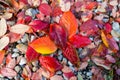 Red, Orange and Yellow Autumn Leaves Background Royalty Free Stock Photo