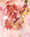 Red, orange, yellow autumn leaves hanging from a maple tree branch. Royalty Free Stock Photo