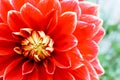 Red orange yellow dahlia ball fresh flower details macro photography with green out of focus background