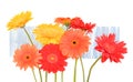 Red, orange, yellow daisies on blue background Royalty Free Stock Photo