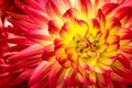 Red, orange and yellow flame colors dahlia flower with yellow center close up macro photo and geometric pattern Royalty Free Stock Photo