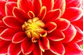 Red, orange and yellow flame dahlia flower with yellow center close up macro photo.