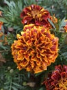 Red, Orange, Yellow flowers. Green foliage.