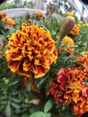 Red, Orange, Yellow flowers. Green foliage.