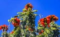 Red orange yellow flowers plants in tropical forest nature Mexico Royalty Free Stock Photo