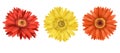 Red, orange and yellow gerber flowers buttons set Royalty Free Stock Photo