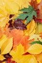 Red, Orange, yellow, green Autumn Leaves Background Royalty Free Stock Photo