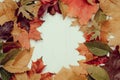 Red, Orange, yellow, green Autumn Leaves Background Royalty Free Stock Photo