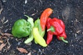 Red, orange, yellow and green capsicum vegetables on garden soil Royalty Free Stock Photo