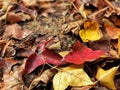 Red , Orange and yellow maple leaves falling and drying on floor in the public park, feeling fresh in autumn season. Royalty Free Stock Photo