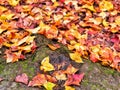 Red, Orange and yellow maple leaves falling on rock floor with moss in the public park, feeling fresh in autumn season. Royalty Free Stock Photo