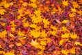 Red, orange and yellow maple tree fall in the garden with golden sunlight and blurred background, Japan.Red maple leaves/ branches Royalty Free Stock Photo