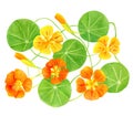 Red, orange, yellow nasturtium flowers and leaves isolated on white background. Hand drawn botanical watercolor illustration with