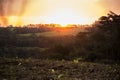 Red - orange - yellow sunrise in a green land in the countryside with big trees Royalty Free Stock Photo