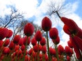 Red Orange Yellow Prince of Austria Tulips flower shot from below close up against blue cloudy sky and bare leafless tree branches Royalty Free Stock Photo