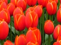 Red Orange Yellow Prince of Austria Tulips flower shot from below close up. Many tulips blooming in the park garden. Tulip field. Royalty Free Stock Photo