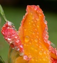 Red and orange yellow rose covered with dew Royalty Free Stock Photo