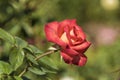 Red Orange Yellow Rose Royalty Free Stock Photo