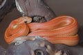 Full body close up of pet orange yellow striped corn snake Royalty Free Stock Photo