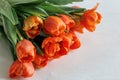 Red Orange Yellow Tulips flower bouquet on white table macro close up. Peach fuzz apricot color, copy space, diagonal Royalty Free Stock Photo