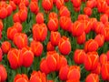 Red Orange Yellow Prince of Austria Tulips flower shot from below close up. Many tulips blooming in the garden. Royalty Free Stock Photo