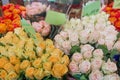 Red, orange, yellow, white and pink blooming roses. Royalty Free Stock Photo