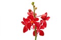 Red orchid Royalty Free Stock Photo