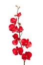 Red orchid Royalty Free Stock Photo