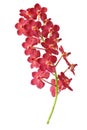 Red orchid. Royalty Free Stock Photo