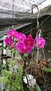 Red orchid or anggrek bulan Royalty Free Stock Photo