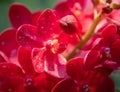 Red Orchid Ascocenda Laksi Red Vandacious Orchid Royalty Free Stock Photo