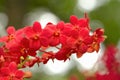 Red Orchid ,Ascocenda orchid Royalty Free Stock Photo