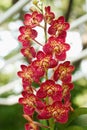Red Orchid ,Ascocenda orchid Royalty Free Stock Photo