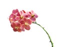 Red orchid branch isolated on white background Royalty Free Stock Photo