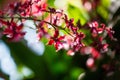 Red Orchid Flower Royalty Free Stock Photo