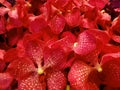 red orchid flower in a floral arrangement, background and texture Royalty Free Stock Photo