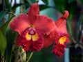 Red orchid flowers -Cattleya Royalty Free Stock Photo