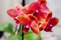 Red orchid flowers create home comfort, close-up_