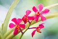 Red orchid flowers